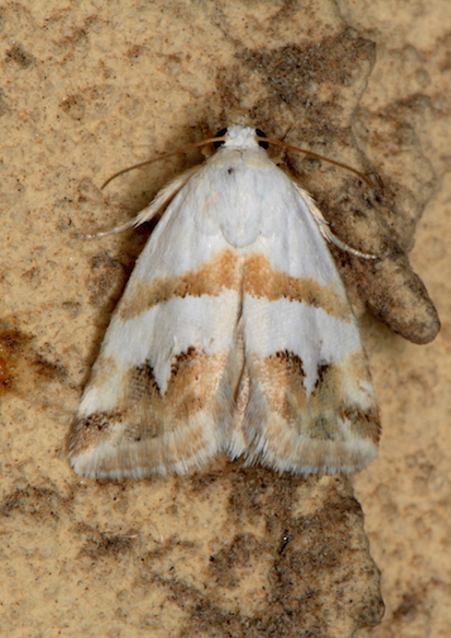 Erebidae - Eublemma candidana